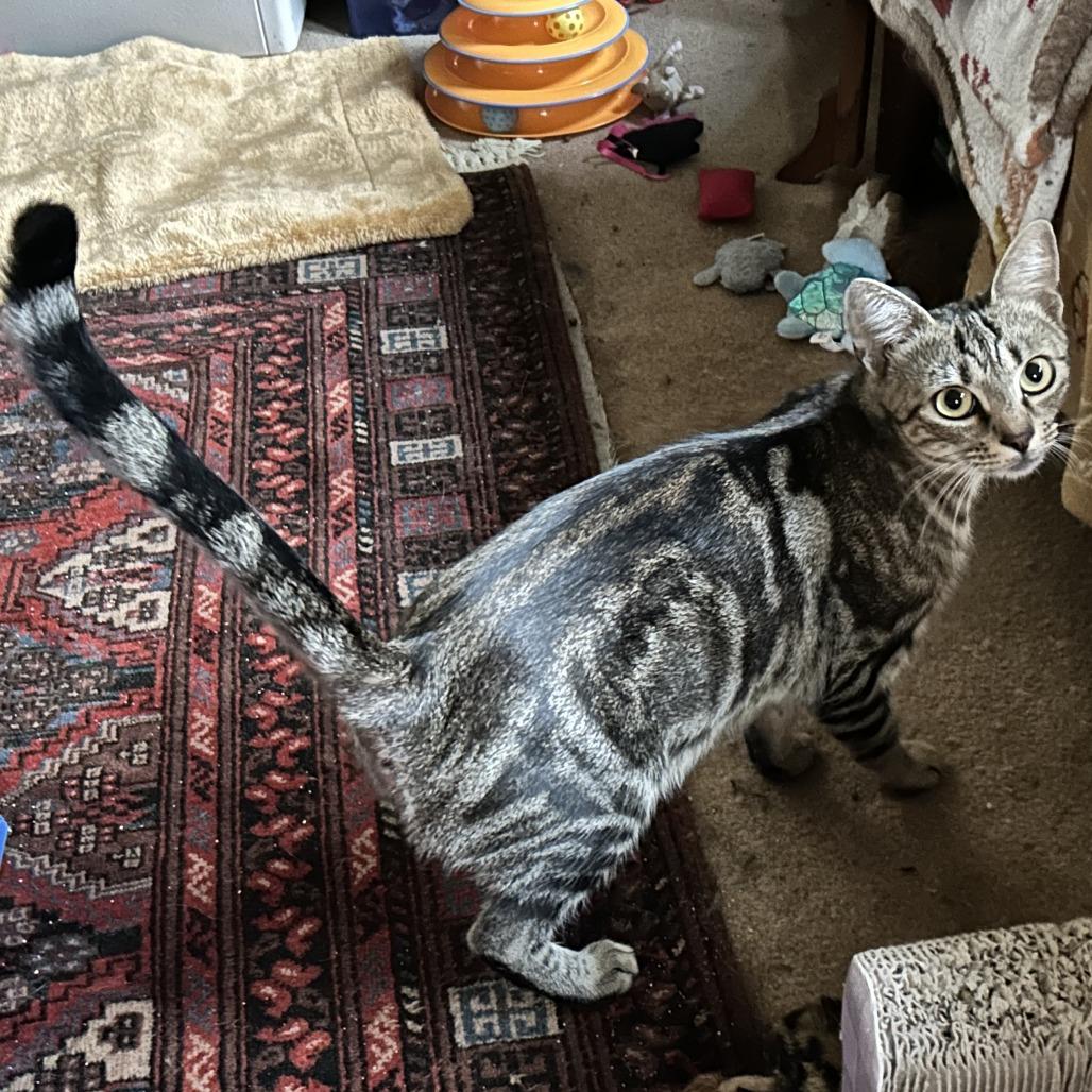 Enlarge Minerva, a Adoptable Domestic Short Hair in Wakefield, MA image 4/6