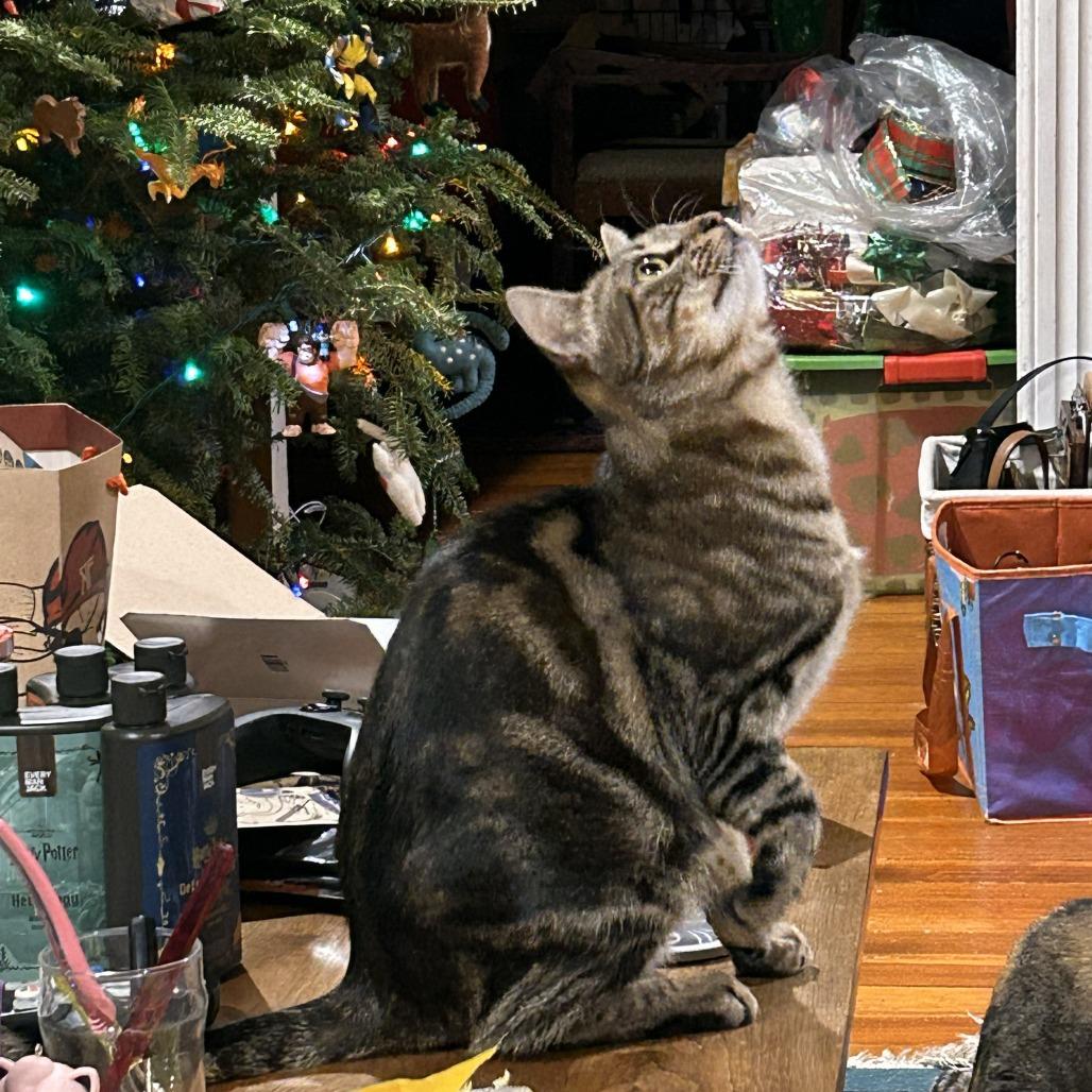 Enlarge Minerva, a Adoptable Domestic Short Hair in Wakefield, MA image 5/6