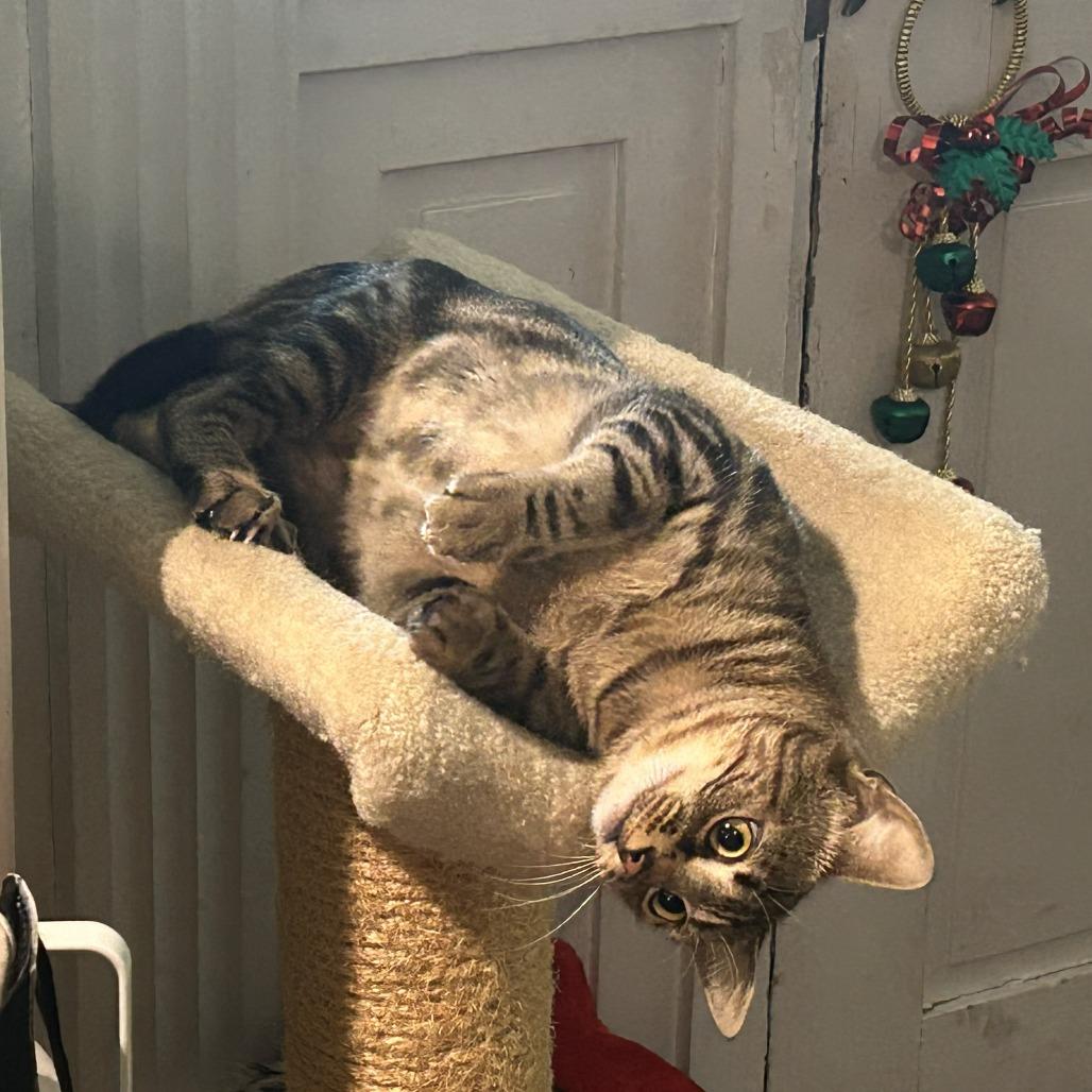 Enlarge Minerva, a Adoptable Domestic Short Hair in Wakefield, MA image 6/6