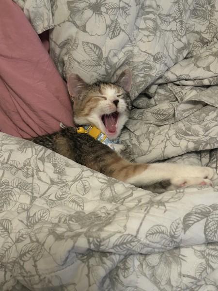 Rosie, an adopted Domestic Short Hair in Fort Worth, TX image 3/4