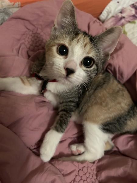 Rosie, an adopted Domestic Short Hair in Fort Worth, TX image 1/4