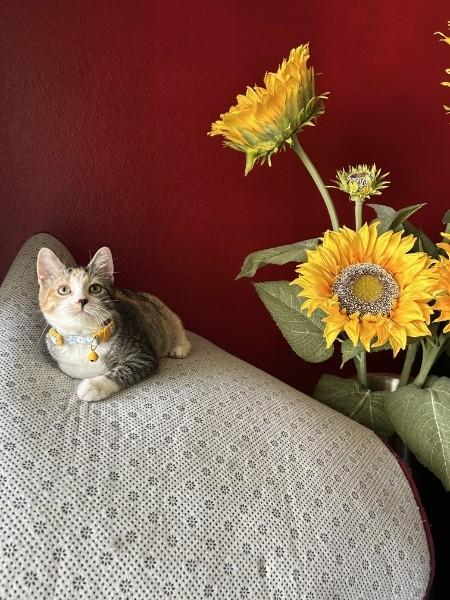 Rosie, an adopted Domestic Short Hair in Fort Worth, TX image 4/4