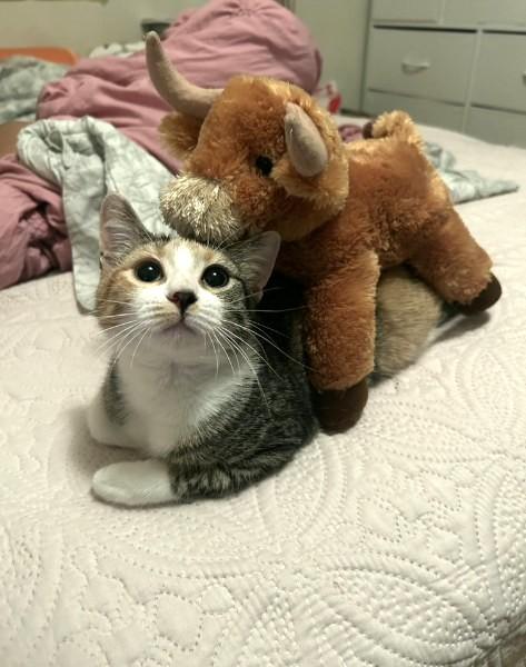 Rosie, an adopted Domestic Short Hair in Fort Worth, TX image 2/4