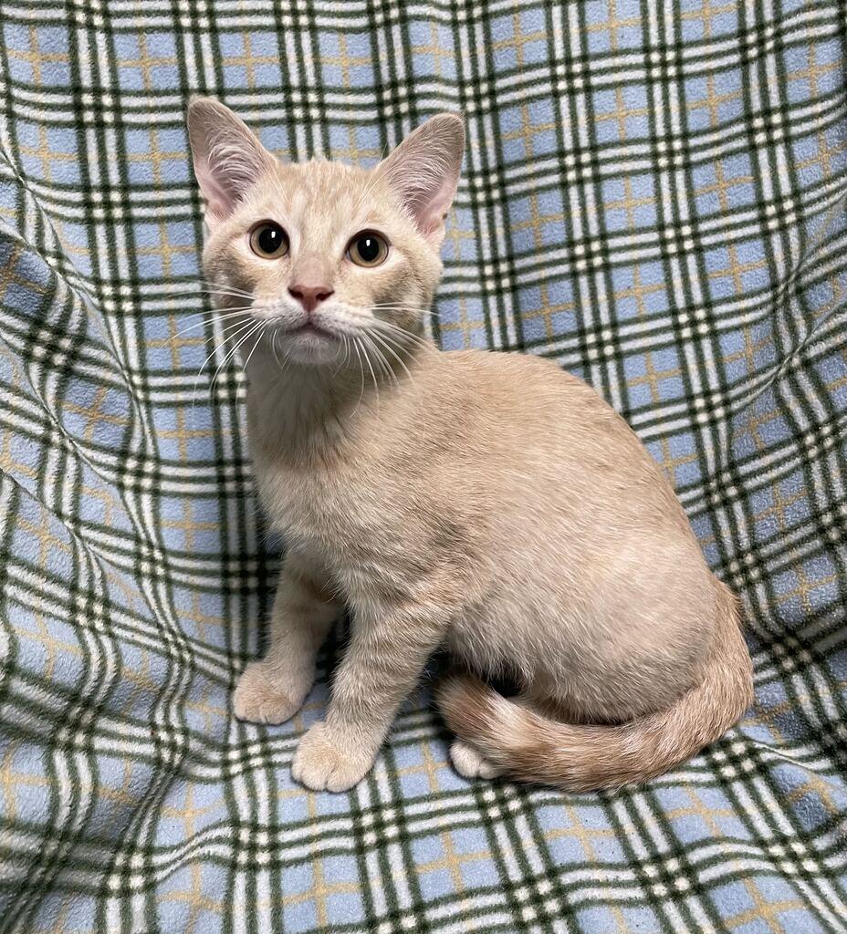 Enlarge Twizzler, a Adopted Domestic Short Hair in Jackson, MI image 4/6