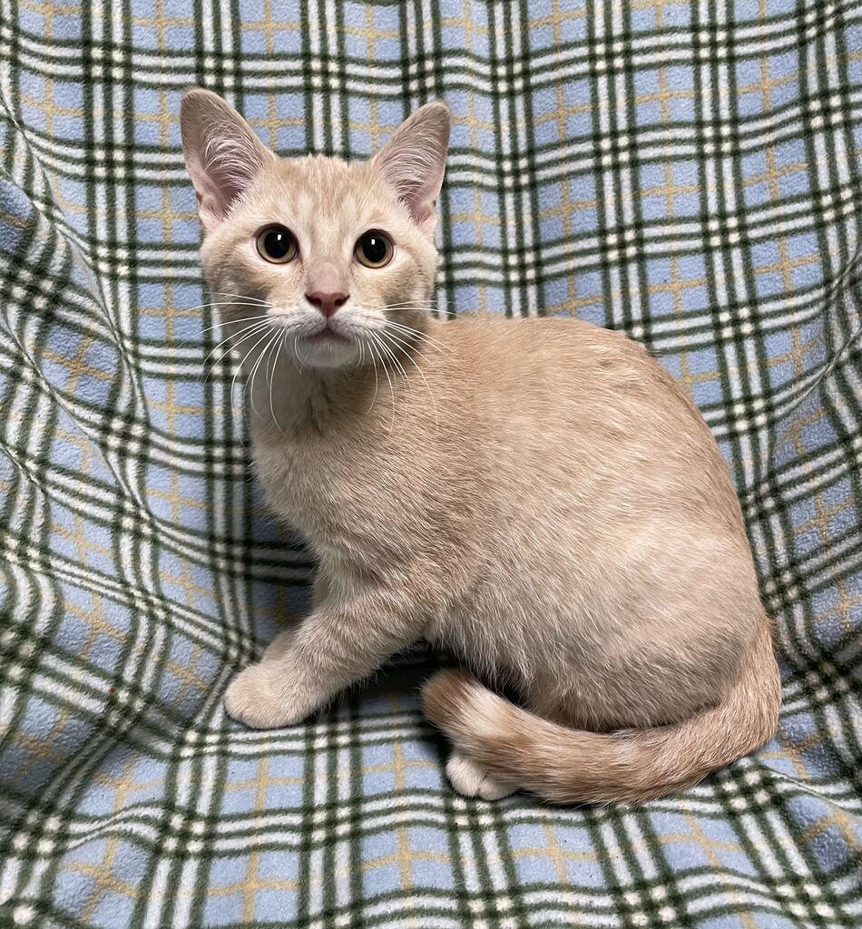 Enlarge Twizzler, a Adopted Domestic Short Hair in Jackson, MI image 5/6