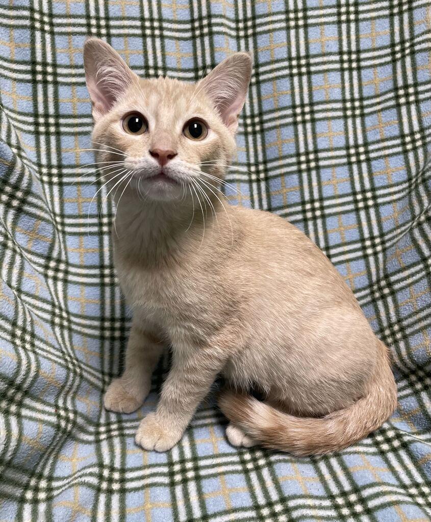 Enlarge Twizzler, a Adopted Domestic Short Hair in Jackson, MI image 2/6