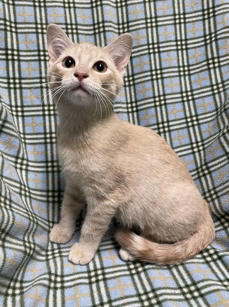 Enlarge Twizzler, a Adopted Domestic Short Hair in Jackson, MI image 3/6