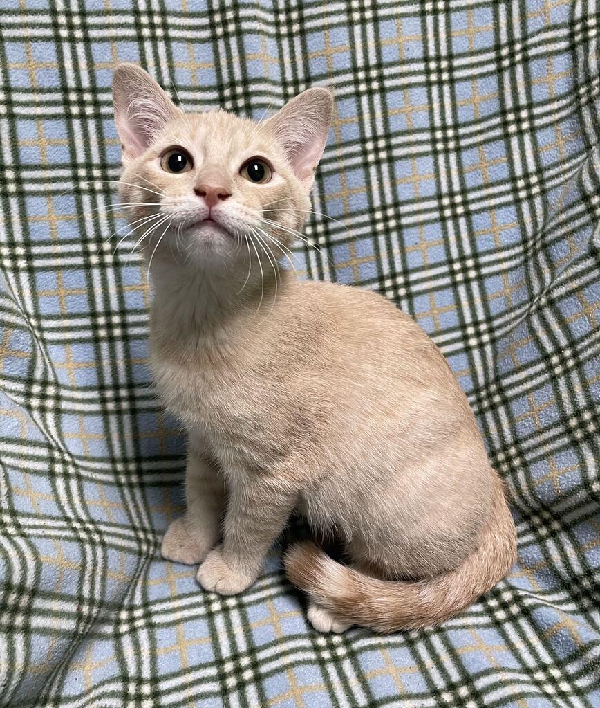Enlarge Twizzler, a Adopted Domestic Short Hair in Jackson, MI image 1/6