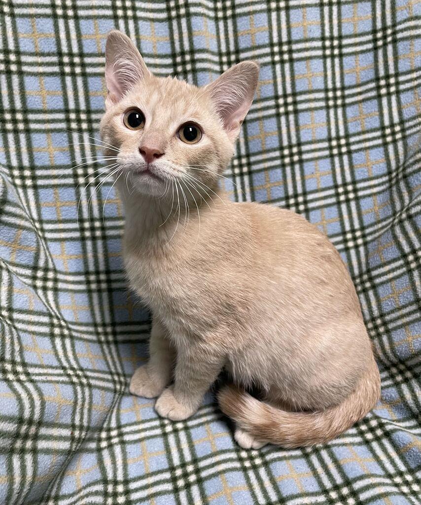 Enlarge Twizzler, a Adopted Domestic Short Hair in Jackson, MI image 6/6