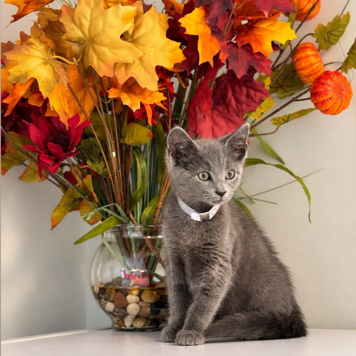 Enlarge Duffy, a Adopted Domestic Short Hair in Syosset, NY image 1/1