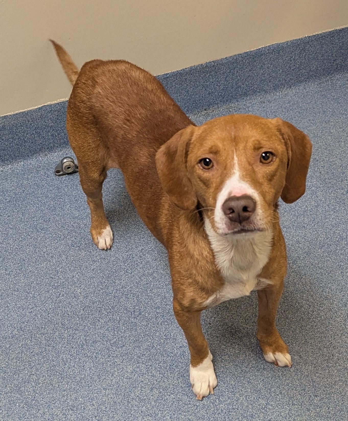 Carter, ADOPTABLE, Adult Male Hound.