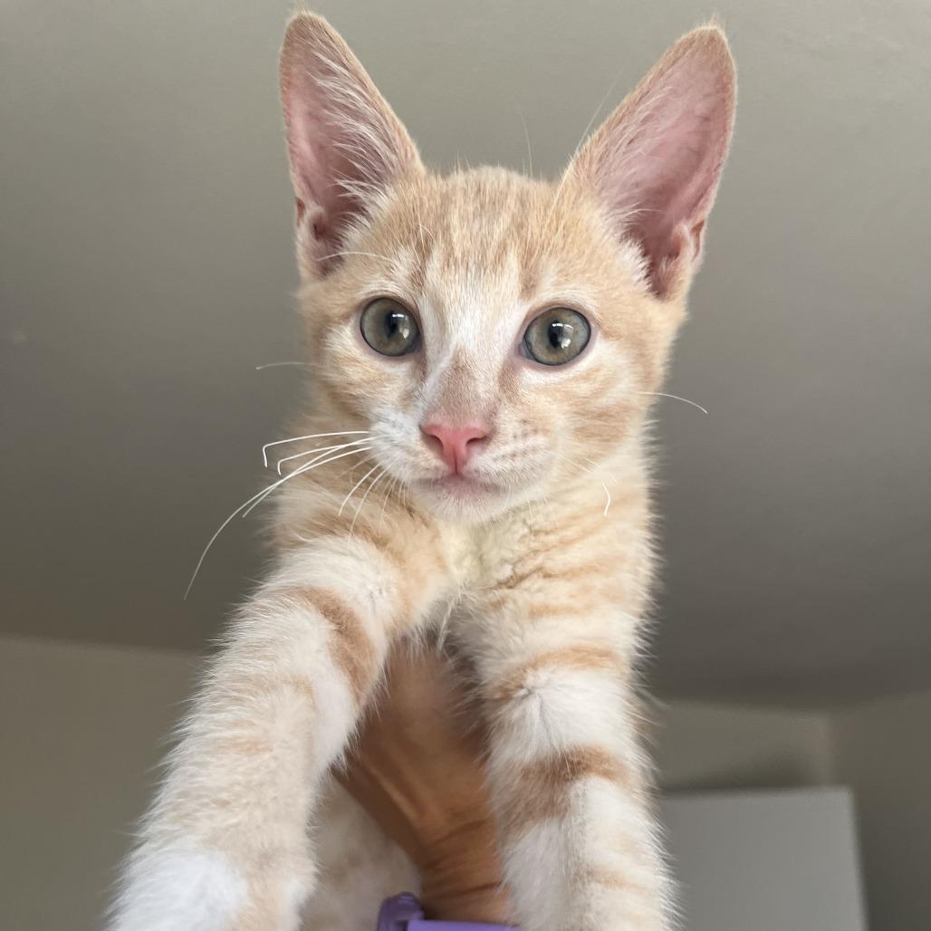 Enlarge Skunx, a Adoptable Domestic Short Hair in Costa Mesa, CA image 3/6