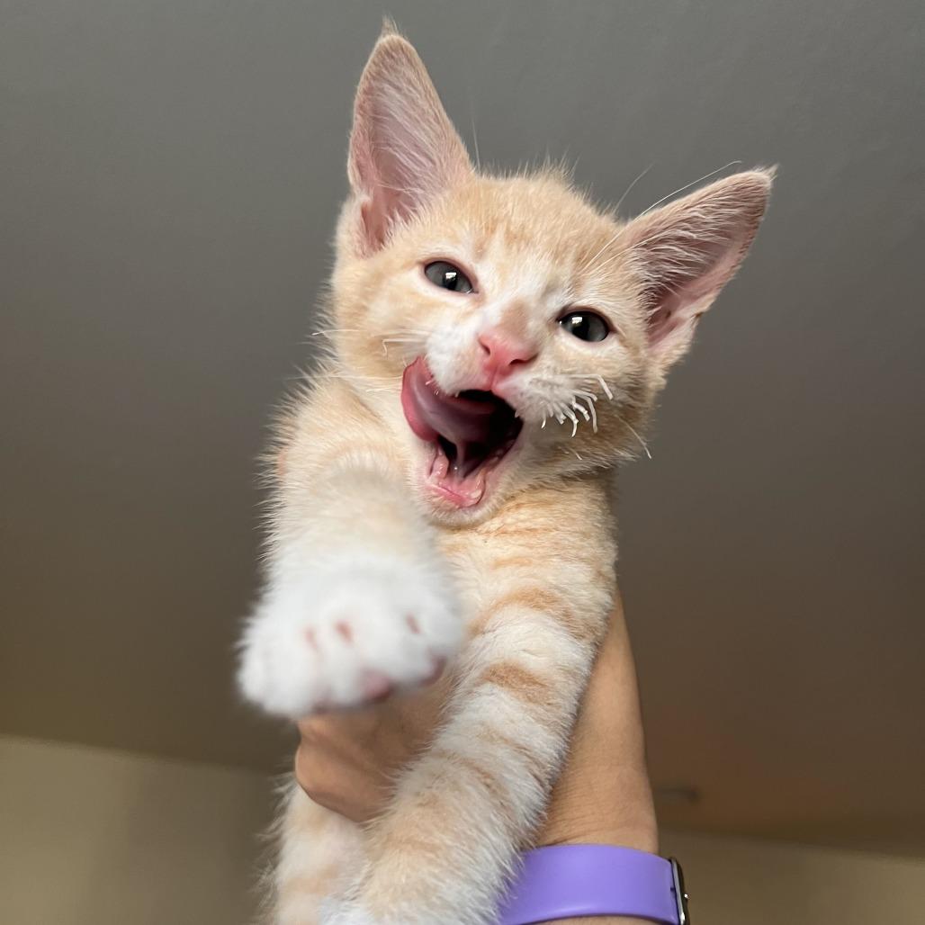 Enlarge Skunx, a Adoptable Domestic Short Hair in Costa Mesa, CA image 5/6