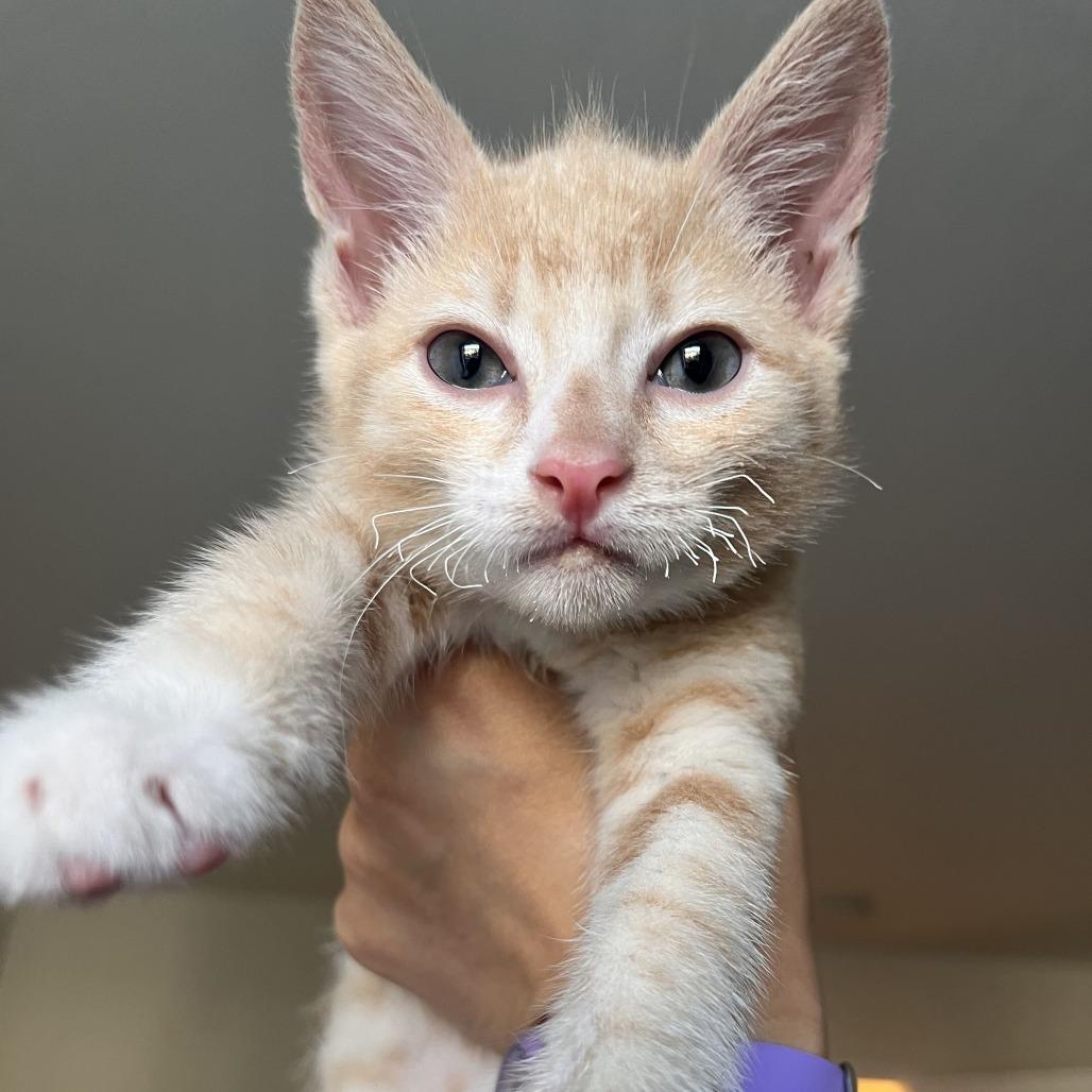 Enlarge Skunx, a Adoptable Domestic Short Hair in Costa Mesa, CA image 6/6