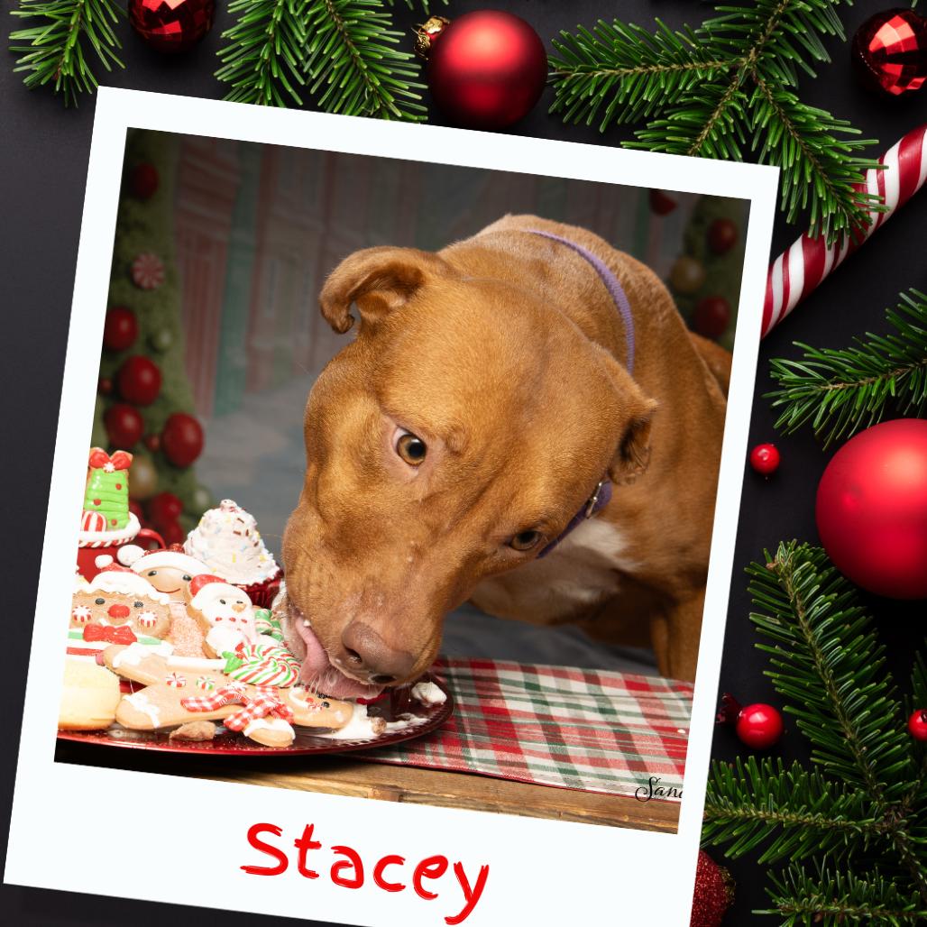 Enlarge Stacey, a Adoptable mixed breed in Sparks, NV image 1/6