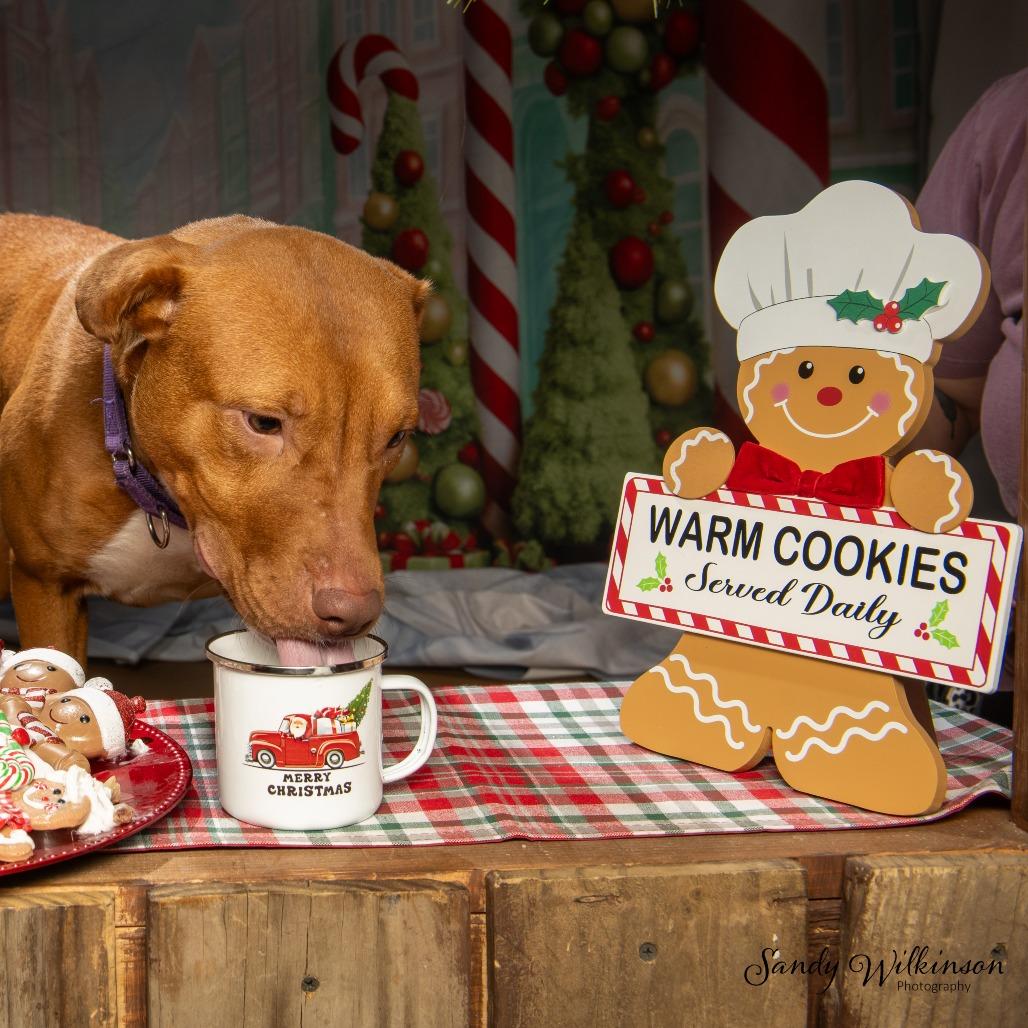 Enlarge Stacey, a Adoptable mixed breed in Sparks, NV image 2/6