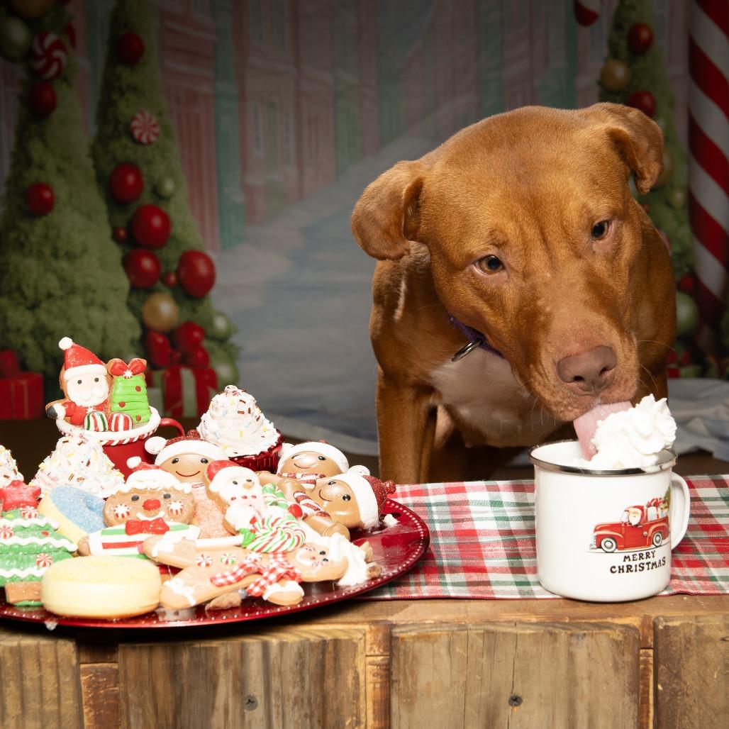 Enlarge Stacey, a Adoptable mixed breed in Sparks, NV image 3/6