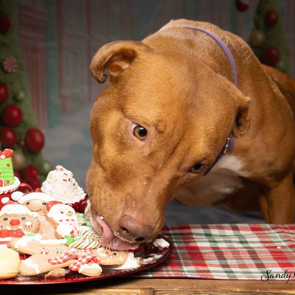 Enlarge Stacey, a Adoptable mixed breed in Sparks, NV image 6/6
