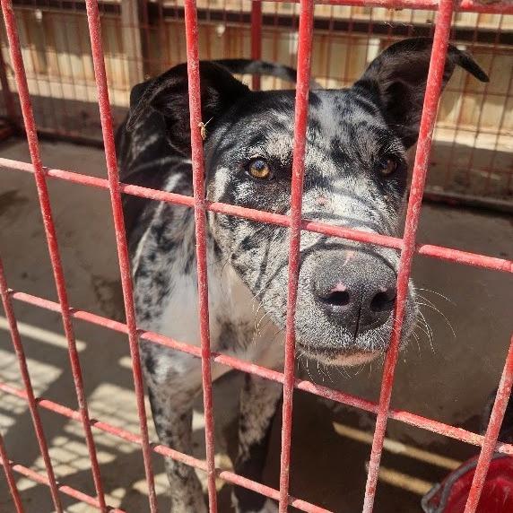 Laura, Adoptable, Young Female Great Dane & Cane Corso.
