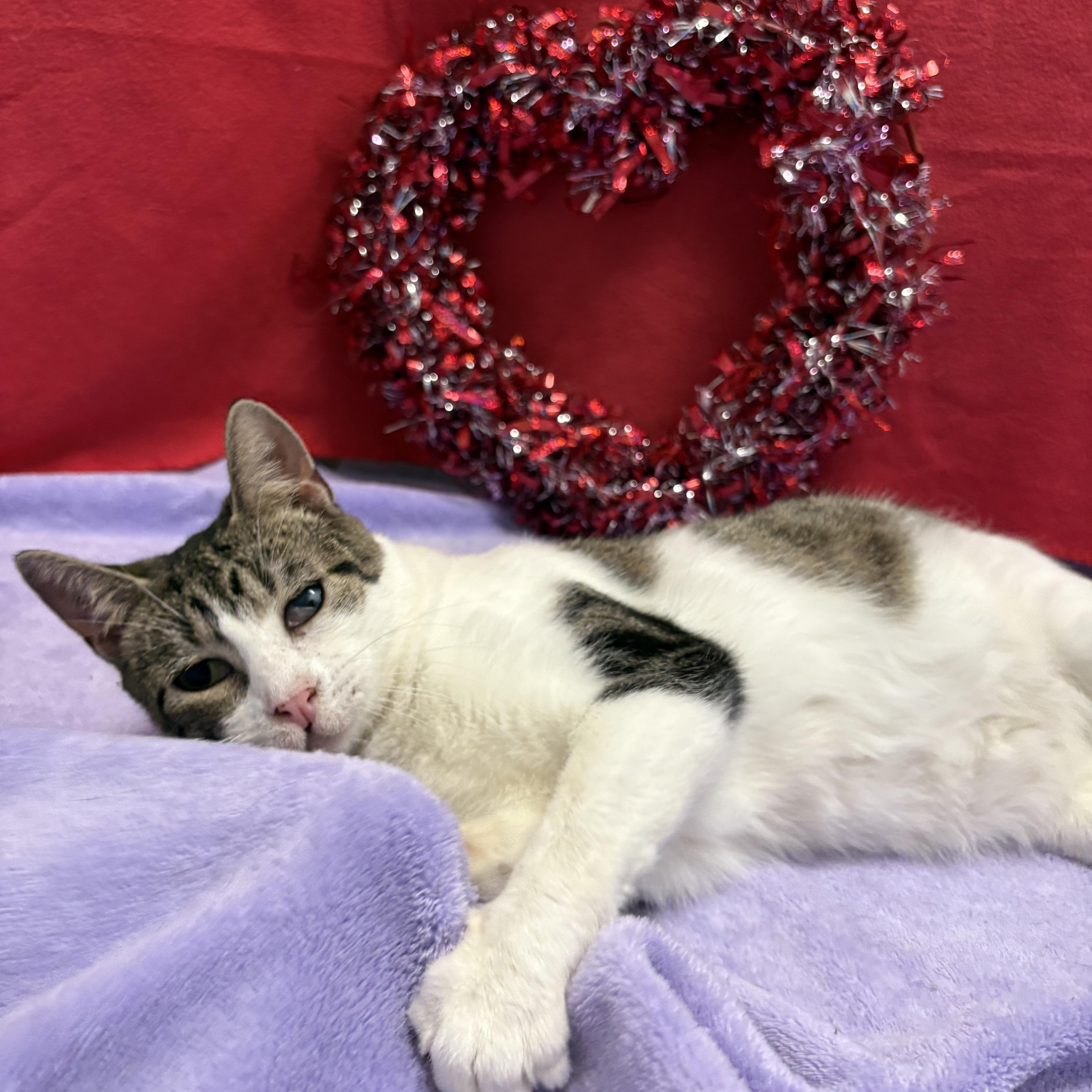 Cleffa, ADOPTABLE, Adult Female Domestic Short Hair.