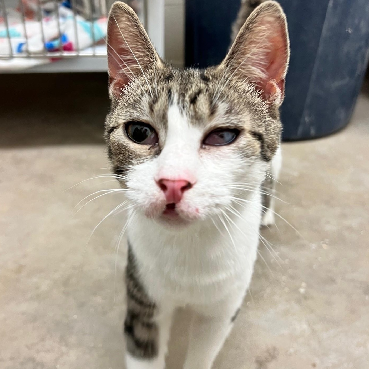 Enlarge Cleffa, a ADOPTABLE Domestic Short Hair in Stanley, VA image 1/5