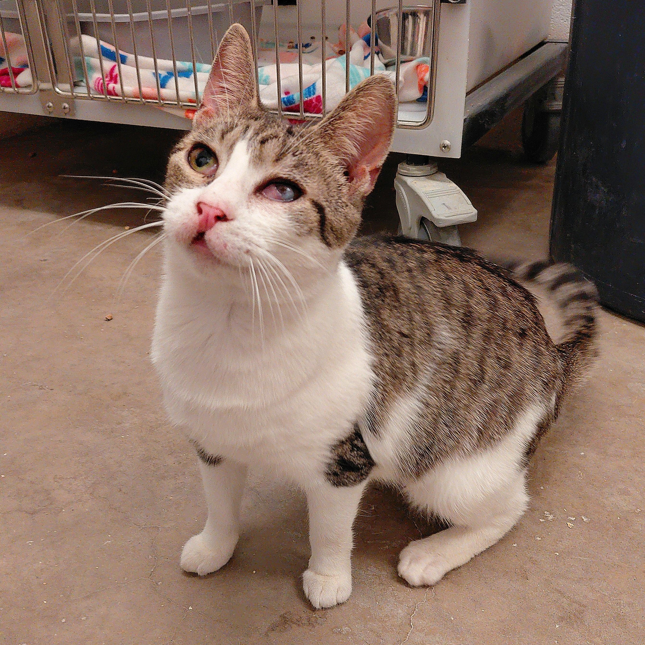 Enlarge Cleffa, a ADOPTABLE Domestic Short Hair in Stanley, VA image 2/5