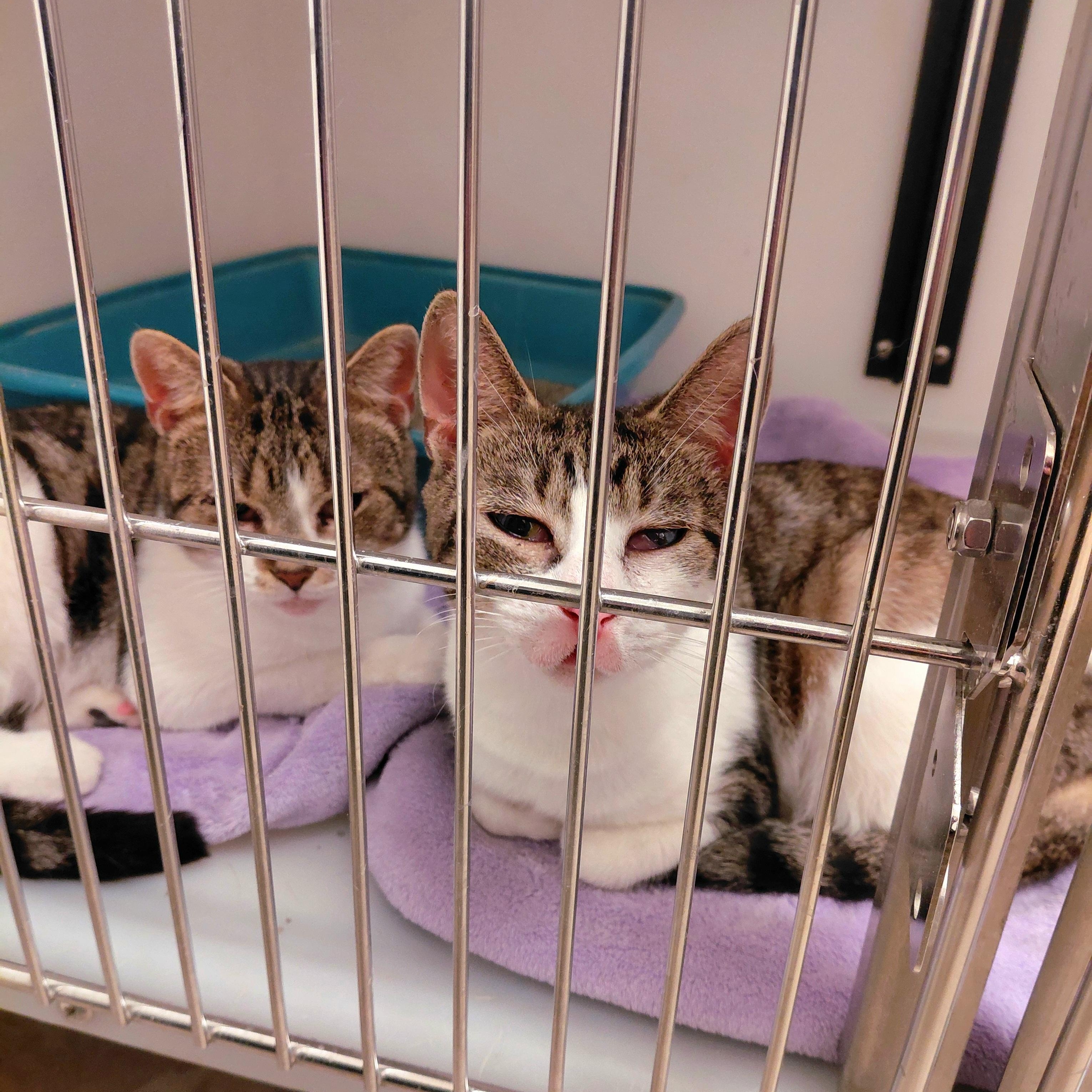 Enlarge Cleffa, a ADOPTABLE Domestic Short Hair in Stanley, VA image 3/5