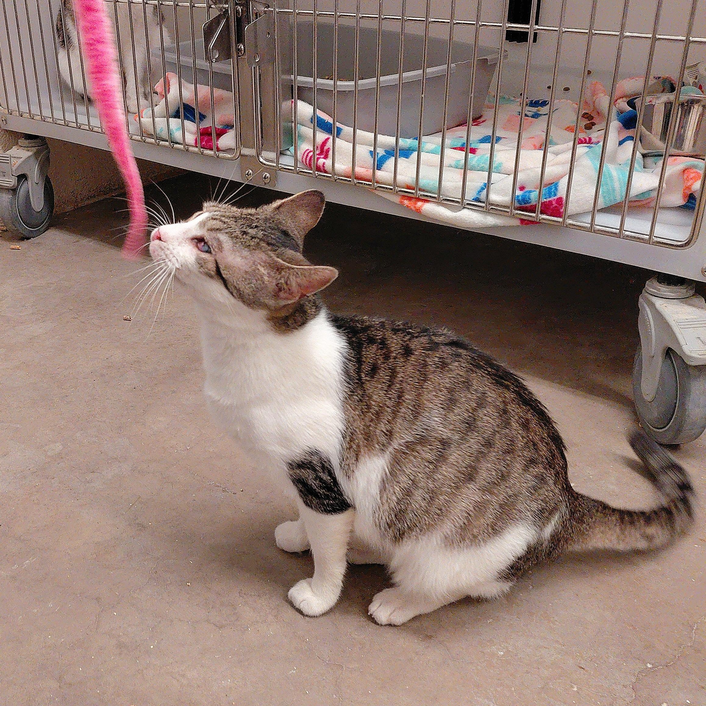 Enlarge Cleffa, a ADOPTABLE Domestic Short Hair in Stanley, VA image 4/5