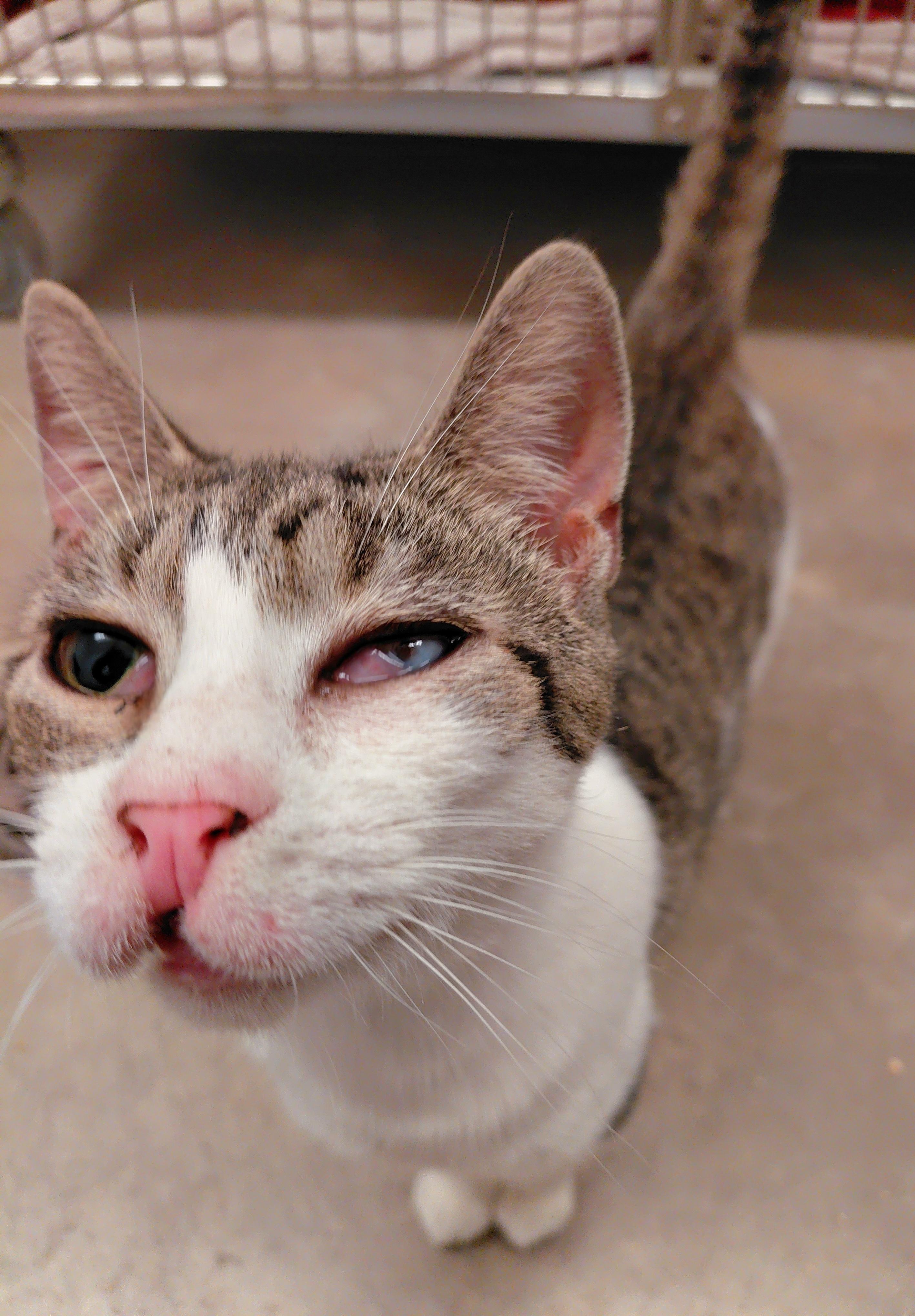 Enlarge Cleffa, a ADOPTABLE Domestic Short Hair in Stanley, VA image 5/5