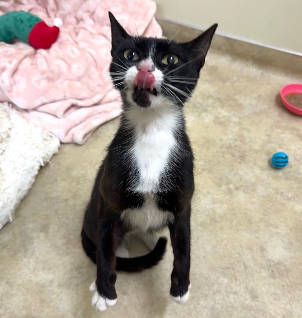 Dolly, Adoptable, Young Female Domestic Short Hair.
