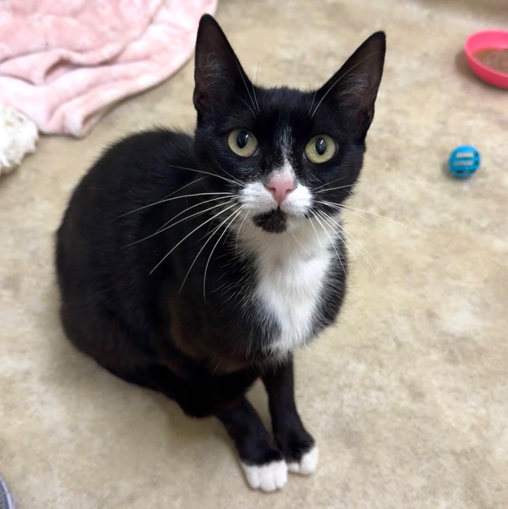 Enlarge Dolly, a Adoptable mixed breed in Cambria, CA image 2/5