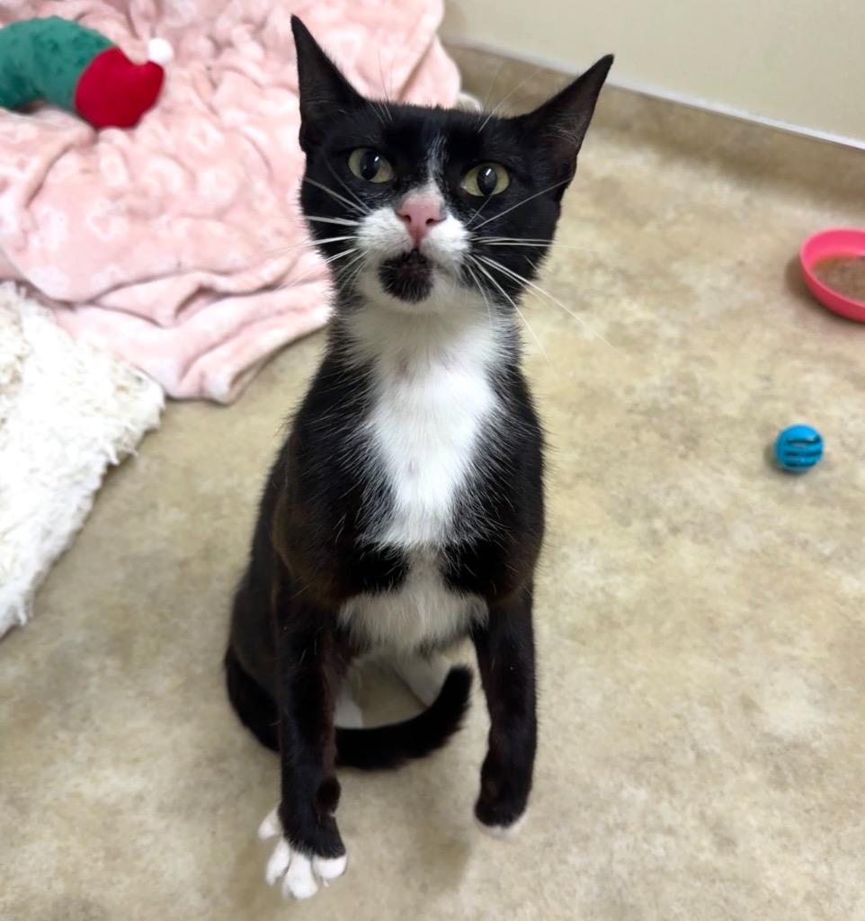 Enlarge Dolly, a Adoptable mixed breed in Cambria, CA image 4/5