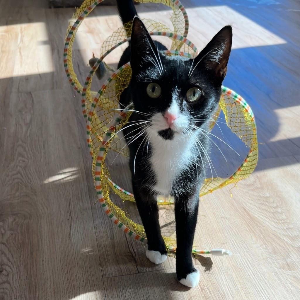 Enlarge Dolly, a Adoptable mixed breed in Cambria, CA image 4/6