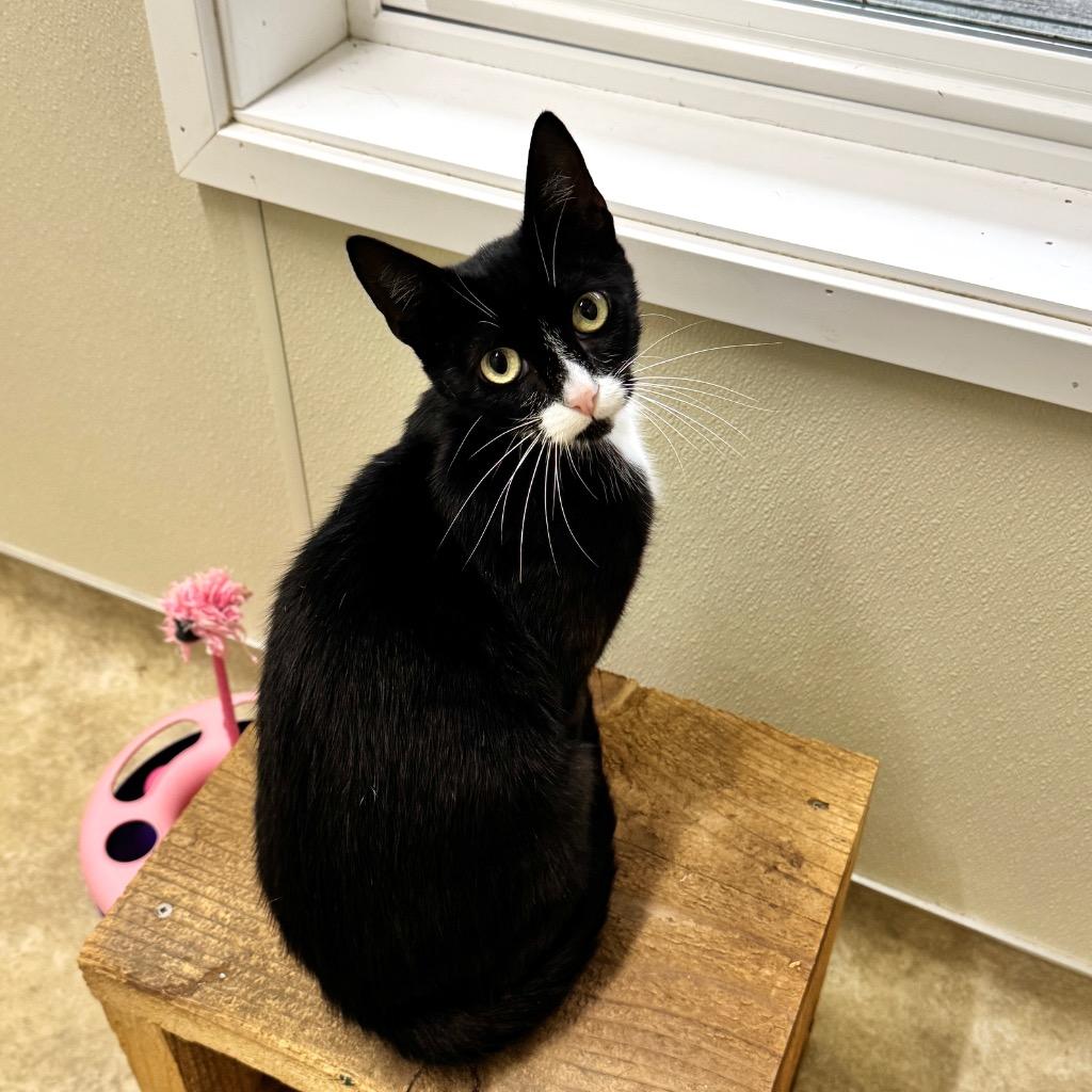 Enlarge Dolly, a Adoptable mixed breed in Cambria, CA image 5/5