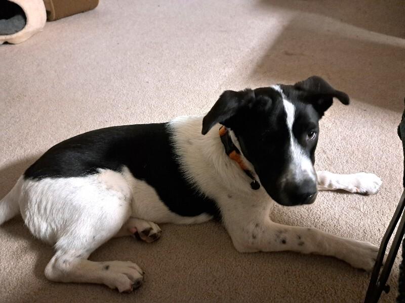 Cassie, a Adoptable mixed breed in Alma, WI image 1/6