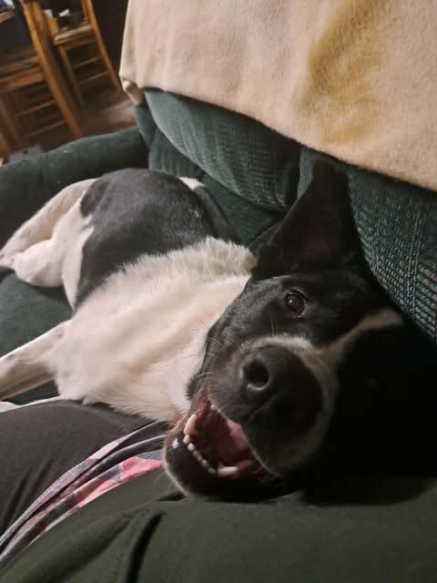 Cassie, a Adoptable mixed breed in Alma, WI image 2/6