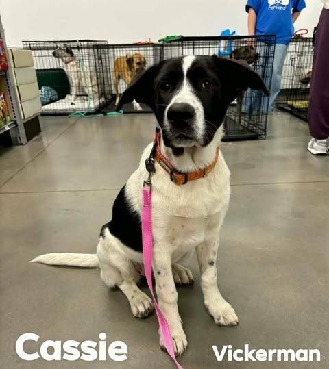 Cassie, a Adoptable mixed breed in Alma, WI image 3/6