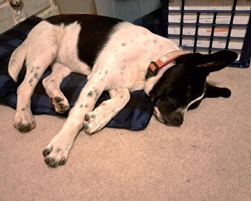 Cassie, a Adoptable mixed breed in Alma, WI image 4/6