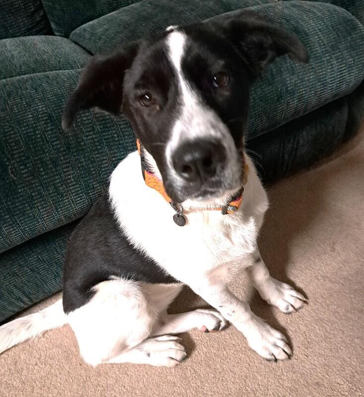 Cassie, a Adoptable mixed breed in Alma, WI image 5/6