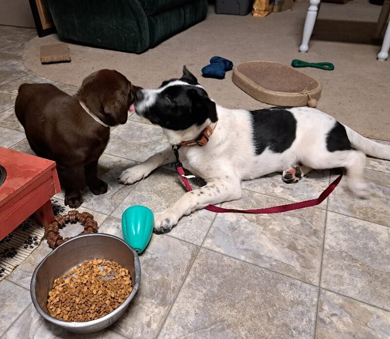 Cassie, a Adoptable mixed breed in Alma, WI image 6/6