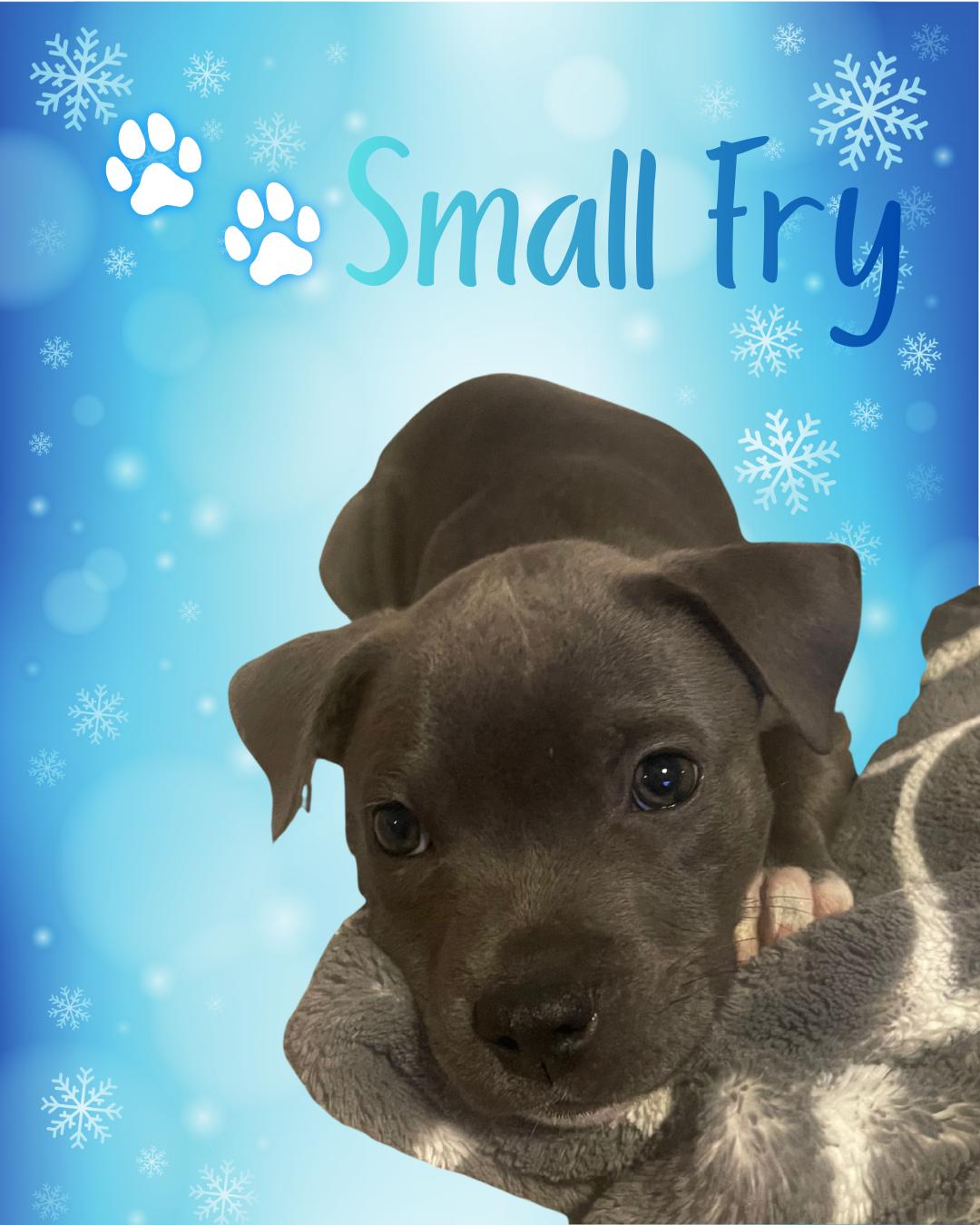 Enlarge Small Fry, a ADOPTABLE mixed breed in Wilmington, NC image 1/1