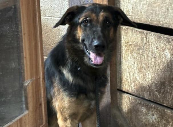 Enlarge MOOSE, a Adoptable German Shepherd Dog in Rockdale, TX image 3/3