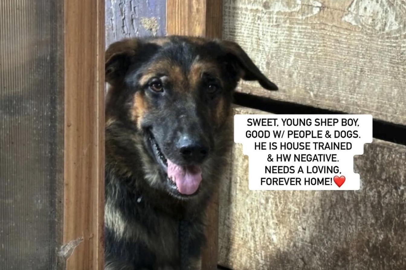 MOOSE, Adoptable, Young Male German Shepherd Dog.