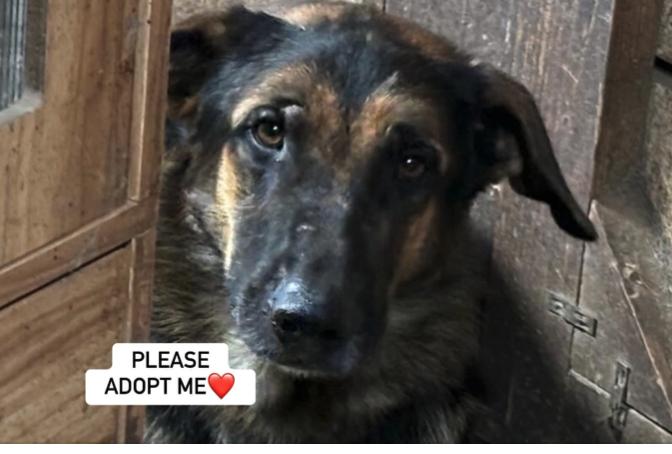 Enlarge MOOSE, a Adoptable German Shepherd Dog in Rockdale, TX image 2/3