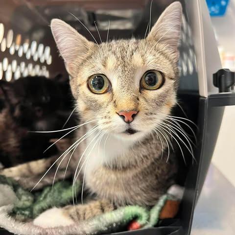 Naomi, Adoptable, Young Female Domestic Short Hair.