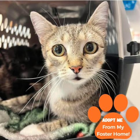 Enlarge Naomi, a Adoptable Domestic Short Hair in Edwardsville, IL image 2/2