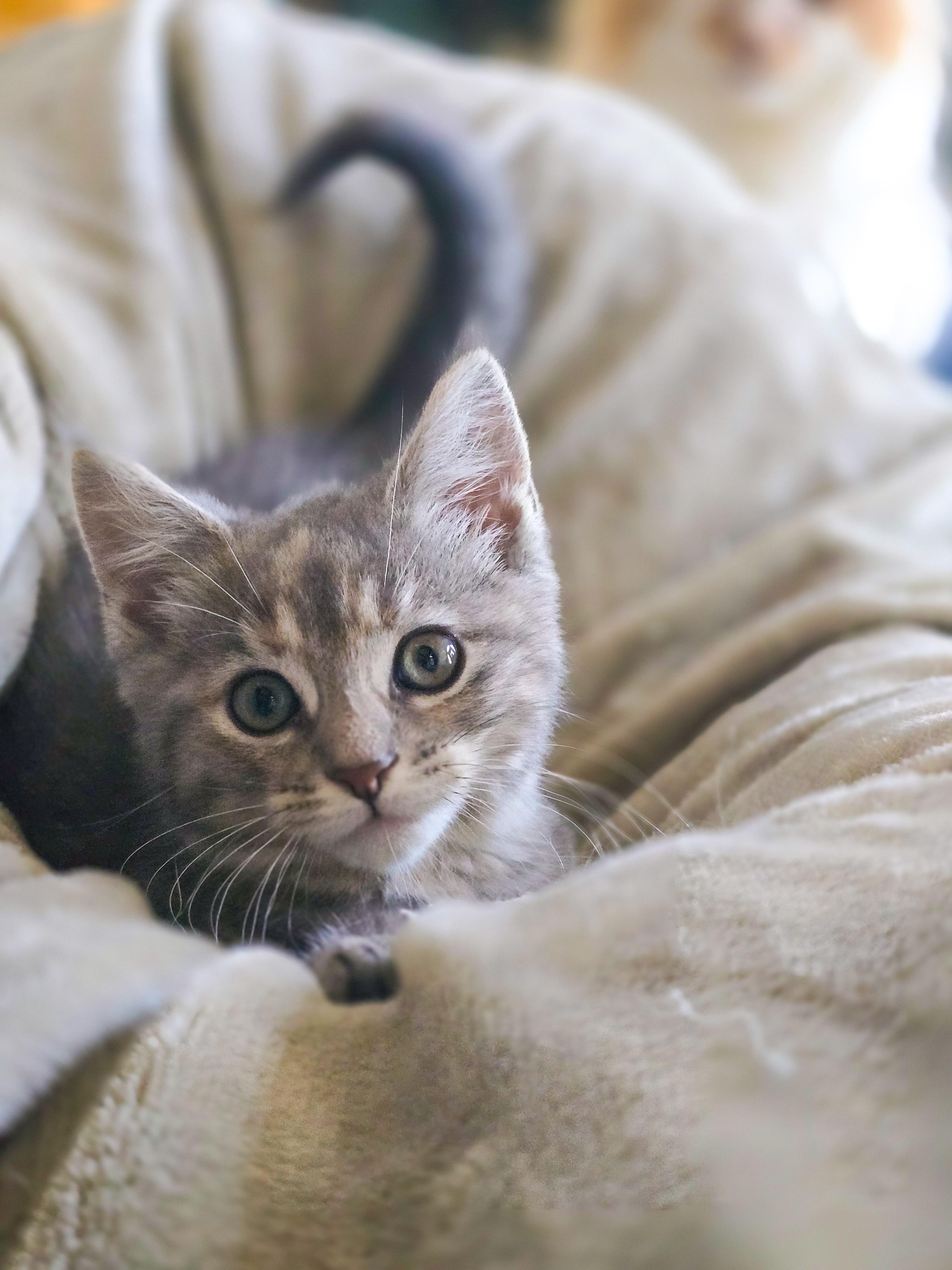 Sisu, an adopted Domestic Short Hair in Mullica Hill, NJ image 1/3