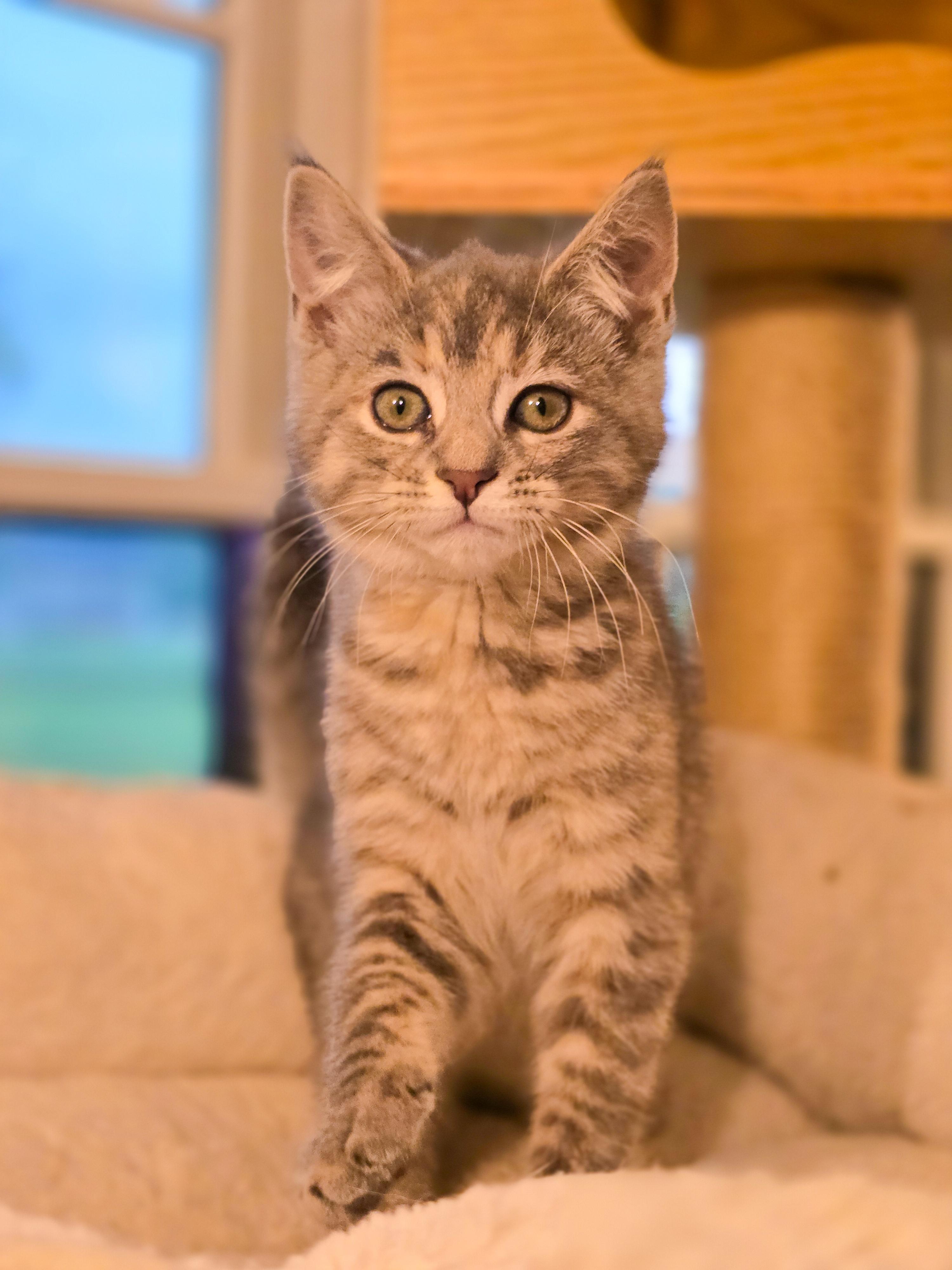 Sisu, an adopted Domestic Short Hair in Mullica Hill, NJ image 2/3