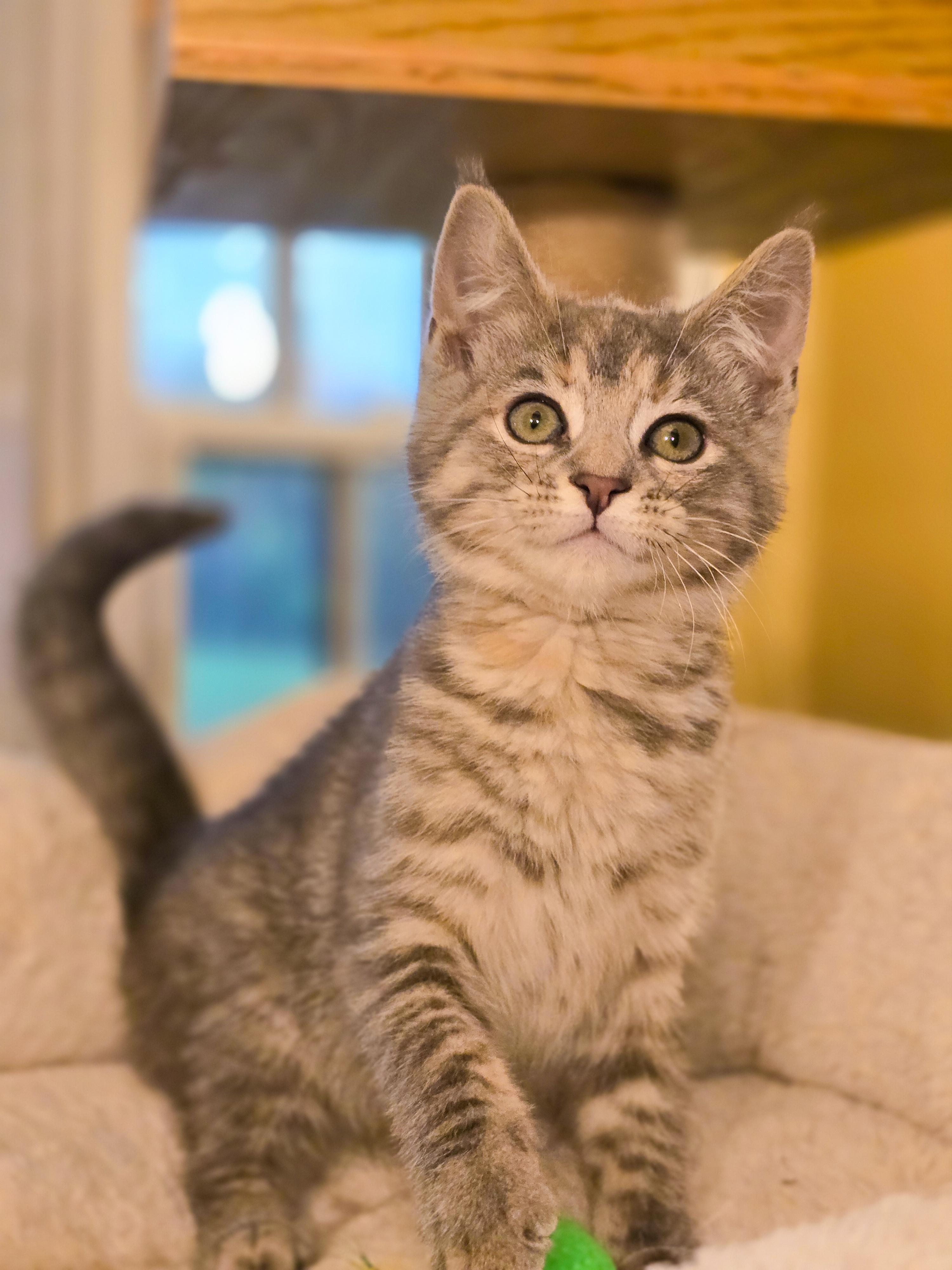 Sisu, an adopted Domestic Short Hair in Mullica Hill, NJ image 3/3