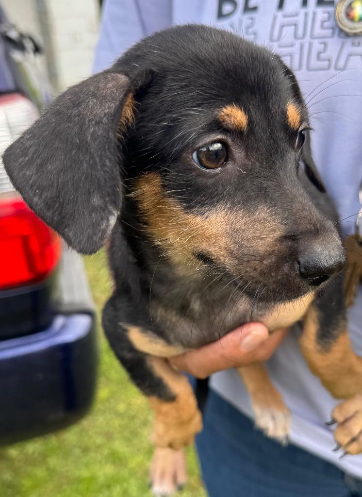 Enlarge Sadie, a Adoptable mixed breed in Mangilao, GU image 2/2